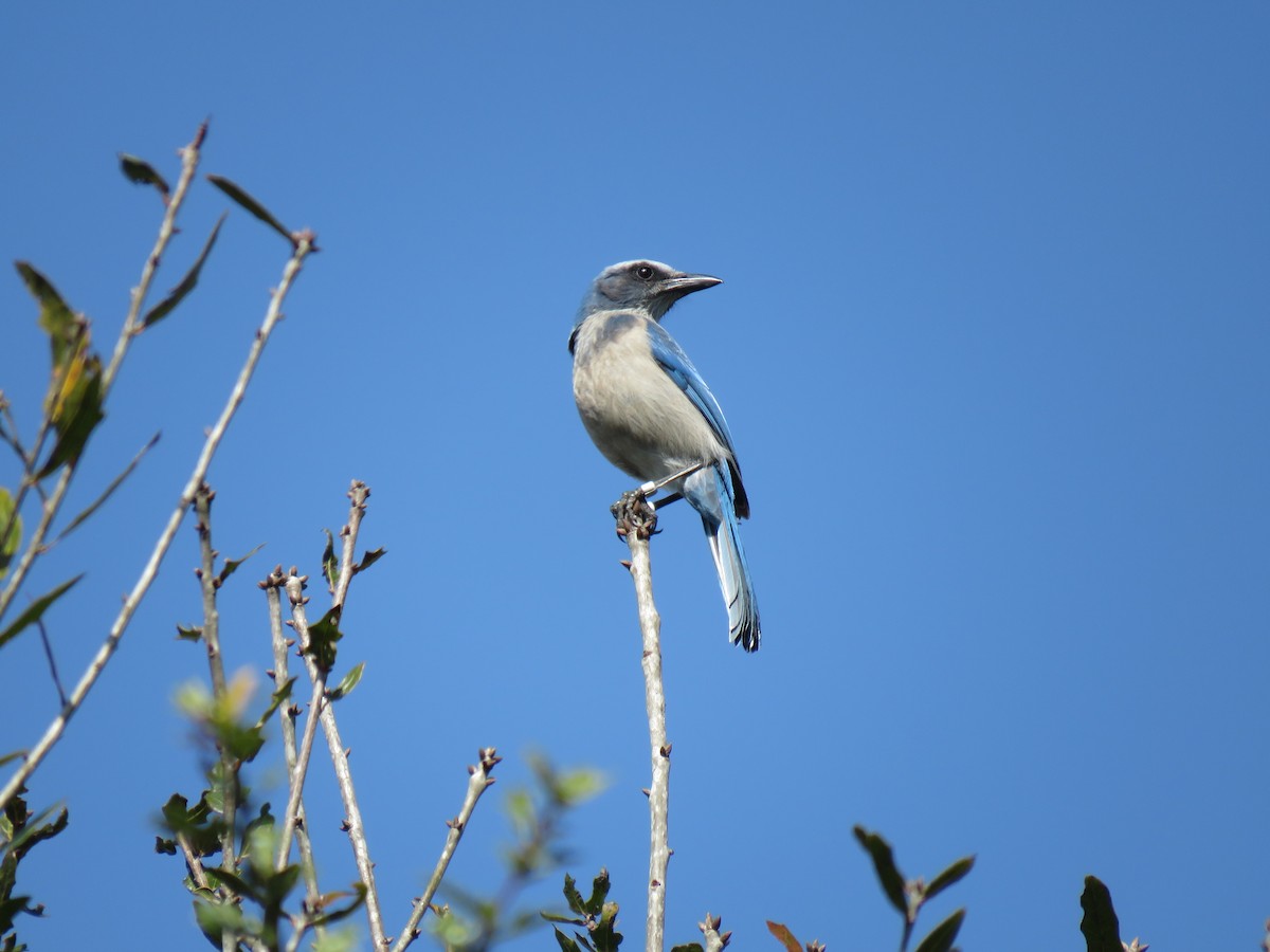 Florida Scrub-Jay - ML532478921