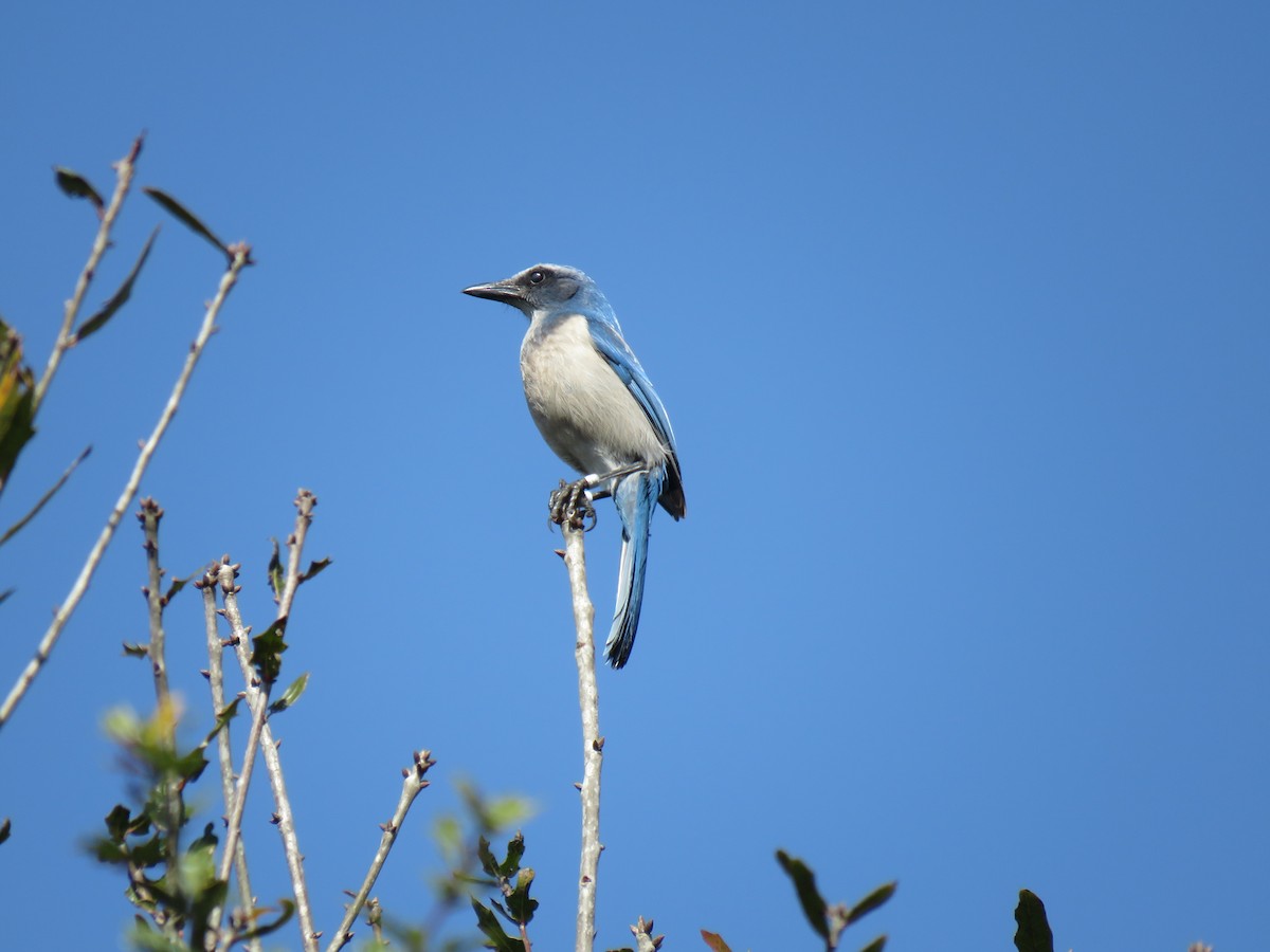 Florida Scrub-Jay - ML532478931