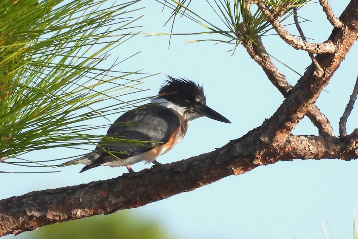 Belted Kingfisher - ML532479611