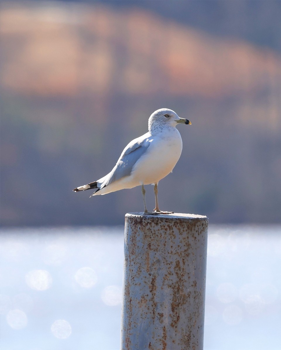 Ring-billed Gull - ML532479821