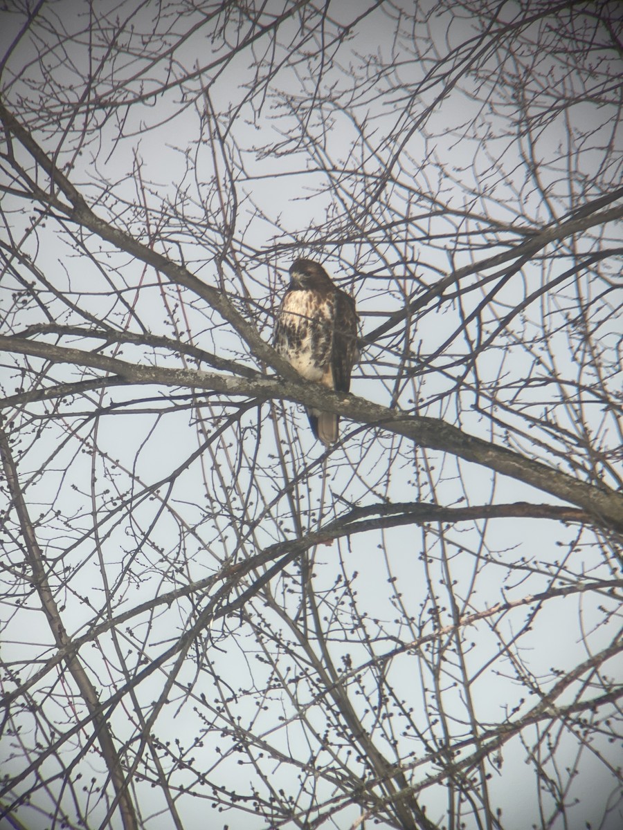 Red-tailed Hawk (abieticola) - ML532479861