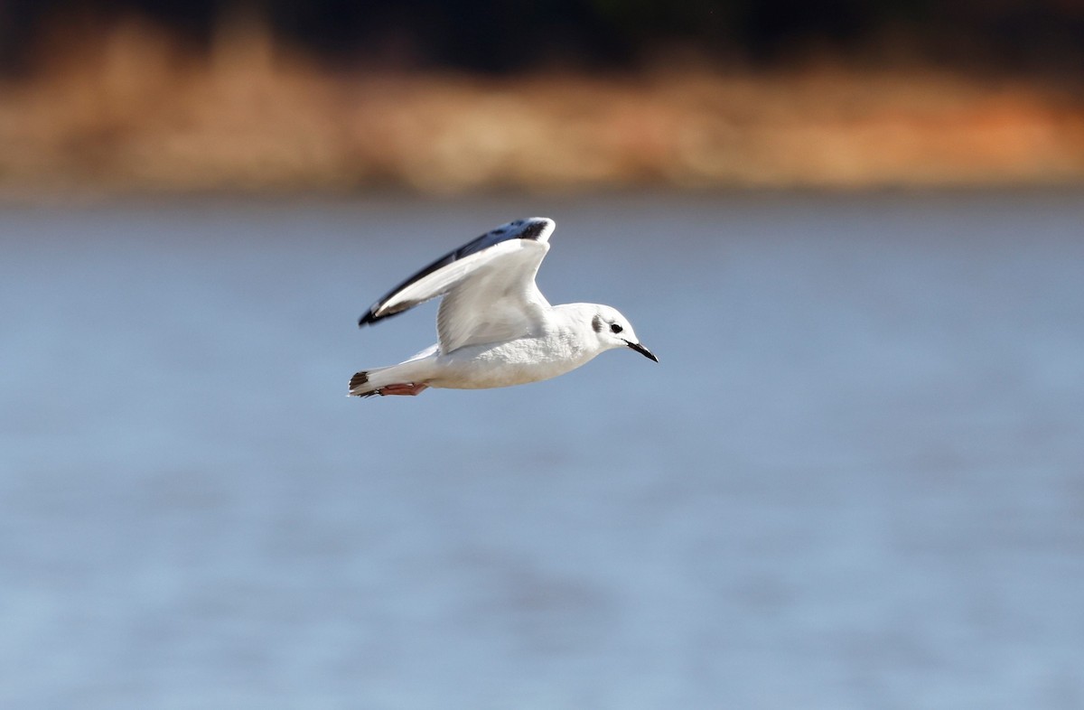 Bonaparte's Gull - ML532479991