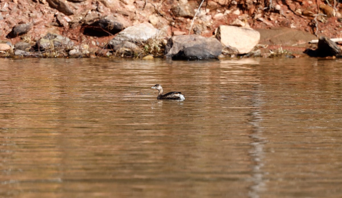 Pied-billed Grebe - ML532480091