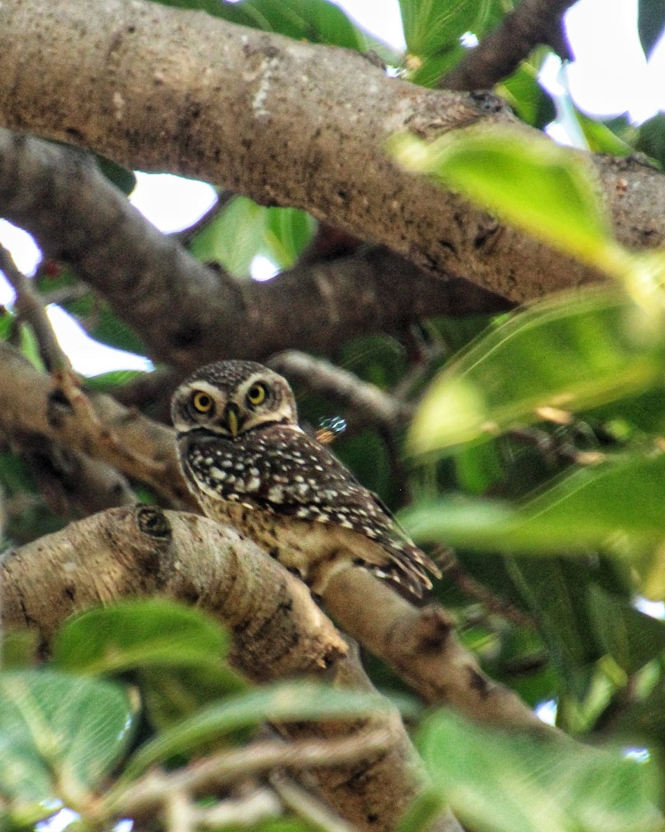 Spotted Owlet - ML532480141