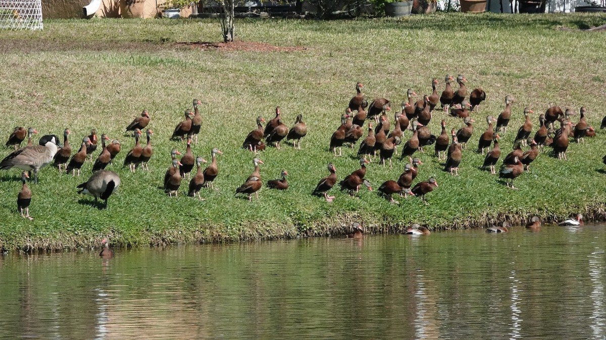 Black-bellied Whistling-Duck - ML532480761