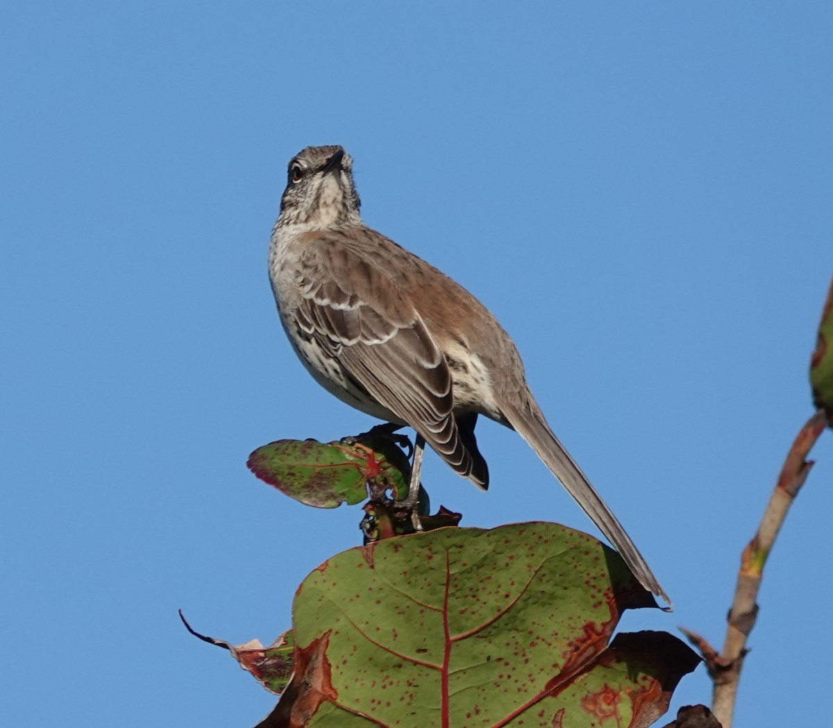 Bahama Mockingbird - ML532481031