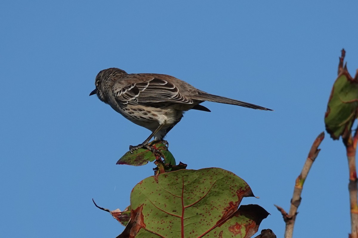 Bahama Mockingbird - ML532481041
