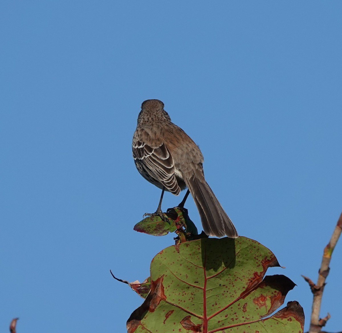 Bahama Mockingbird - ML532481051