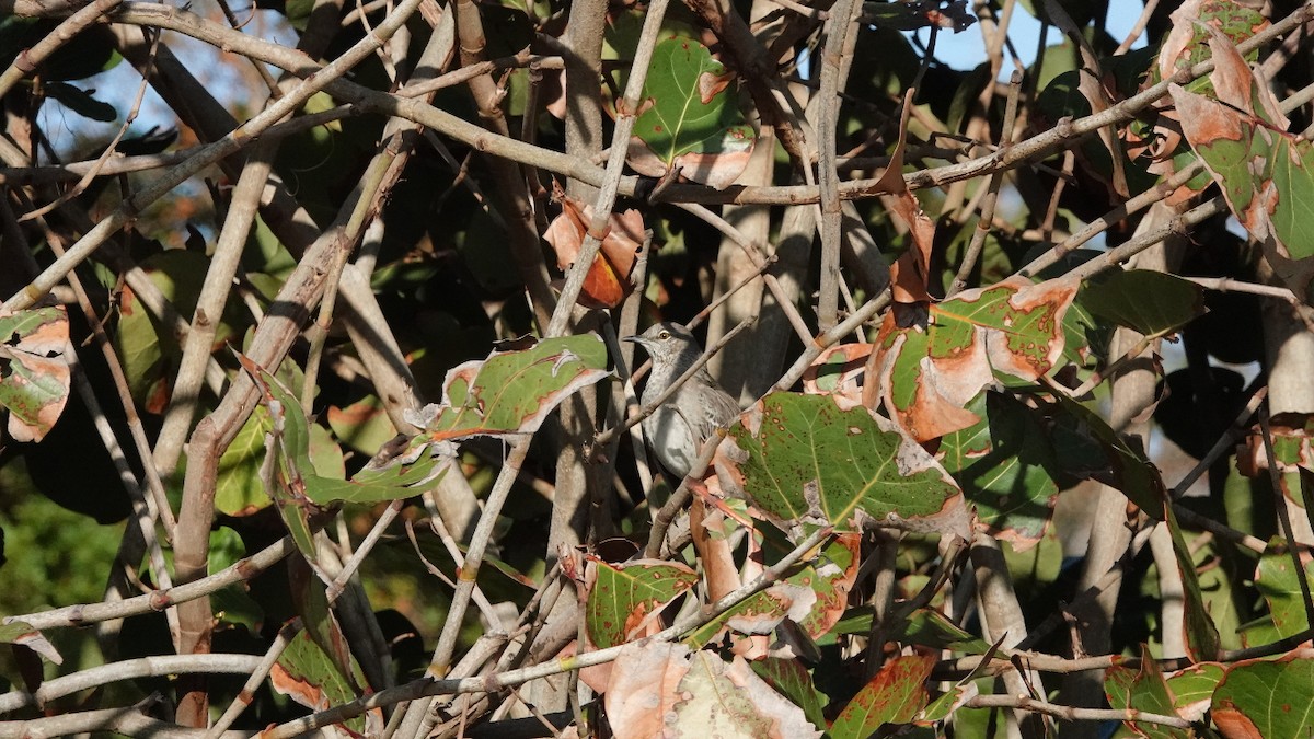 Bahama Mockingbird - ML532481471