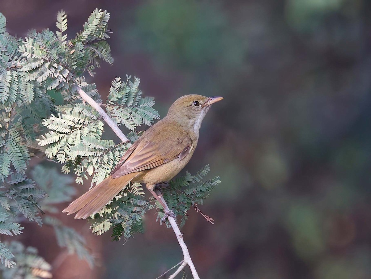 Thick-billed Warbler - ML532481951