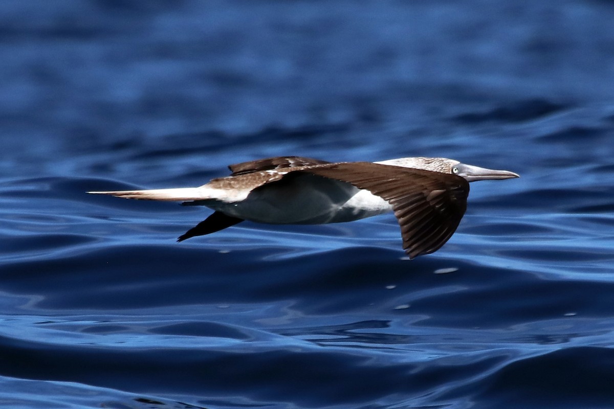 Blue-footed Booby - ML532482251