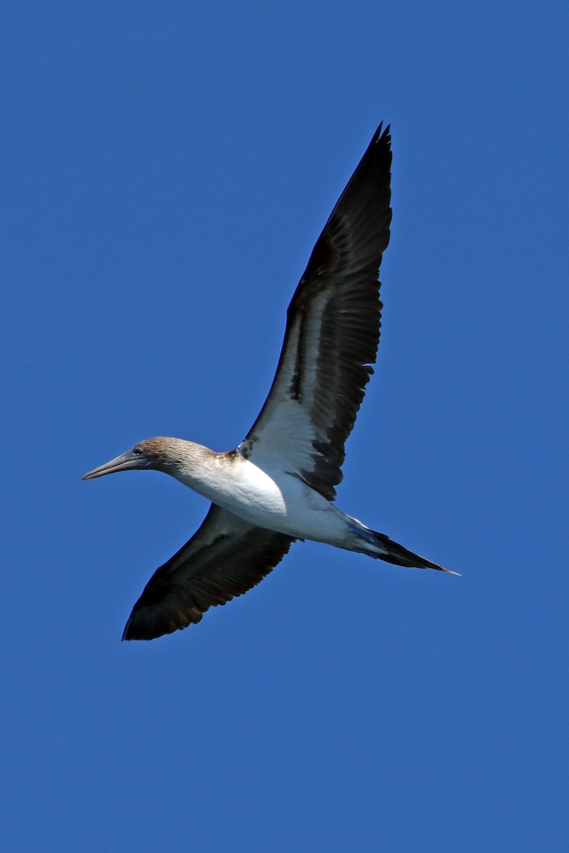 Blue-footed Booby - ML532482261