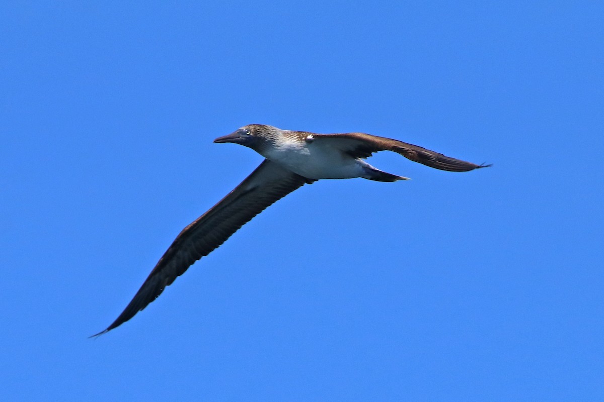 Blue-footed Booby - ML532482271