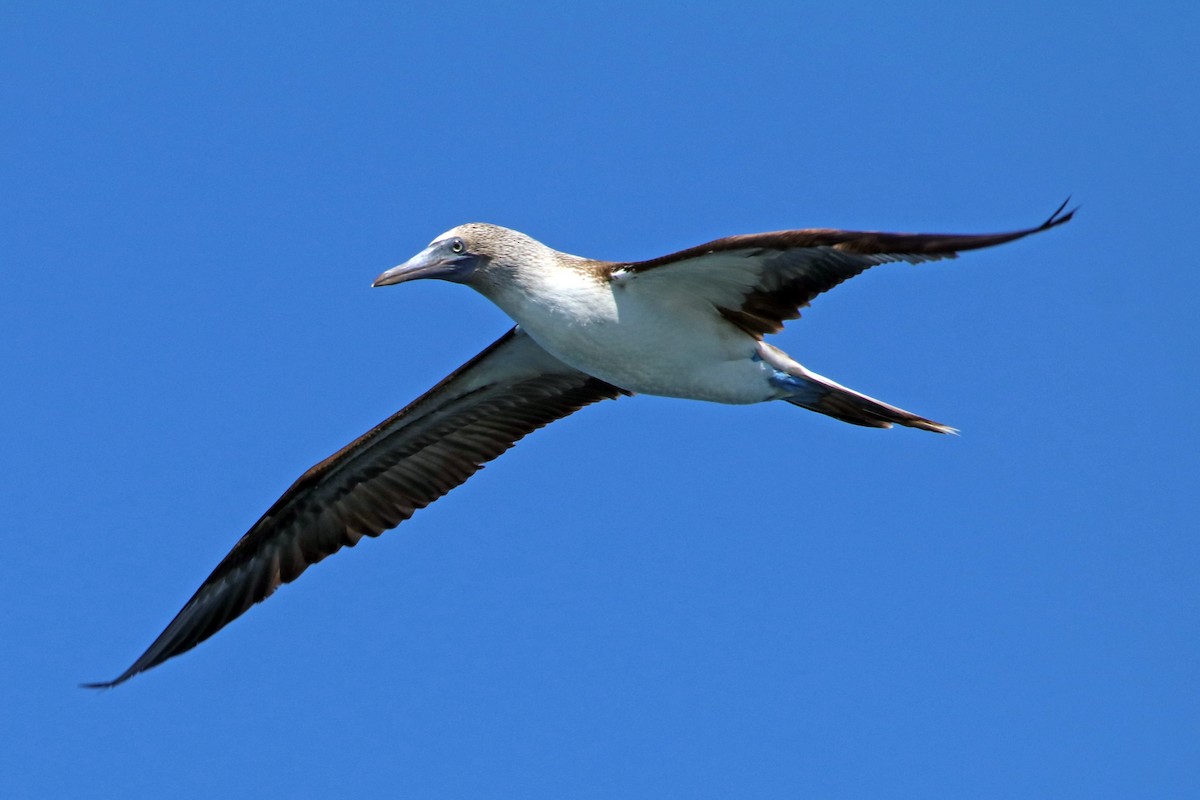Blue-footed Booby - ML532482281
