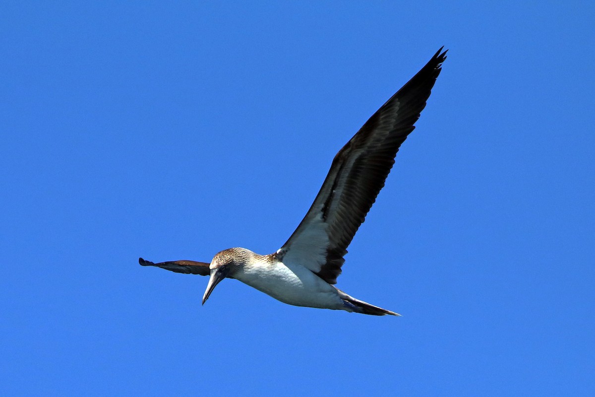 Blue-footed Booby - ML532482291