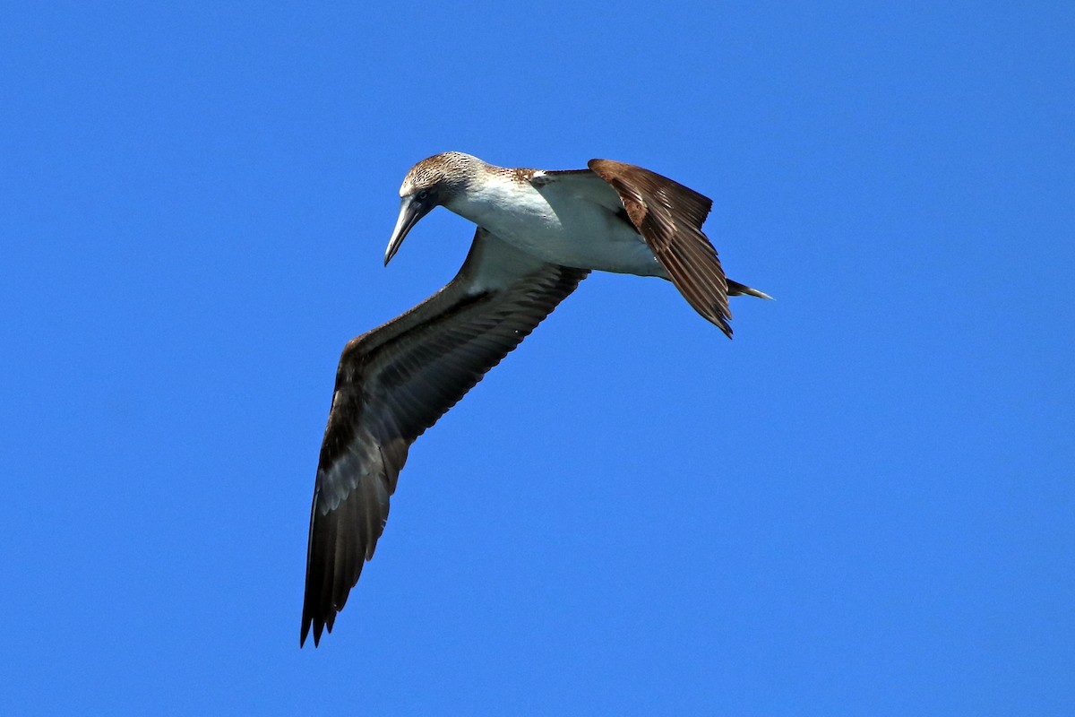 Blue-footed Booby - ML532482301