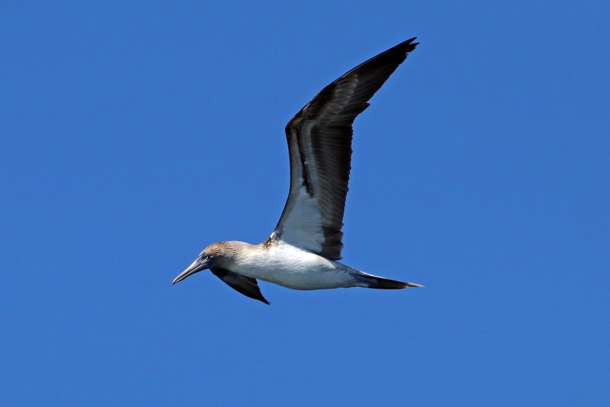 Blue-footed Booby - ML532482321