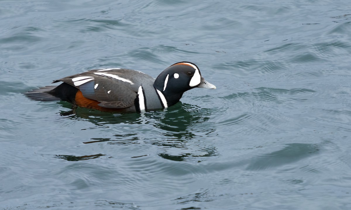 Harlequin Duck - Barry McKenzie