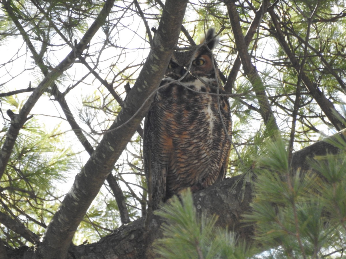 Great Horned Owl - ML532483041