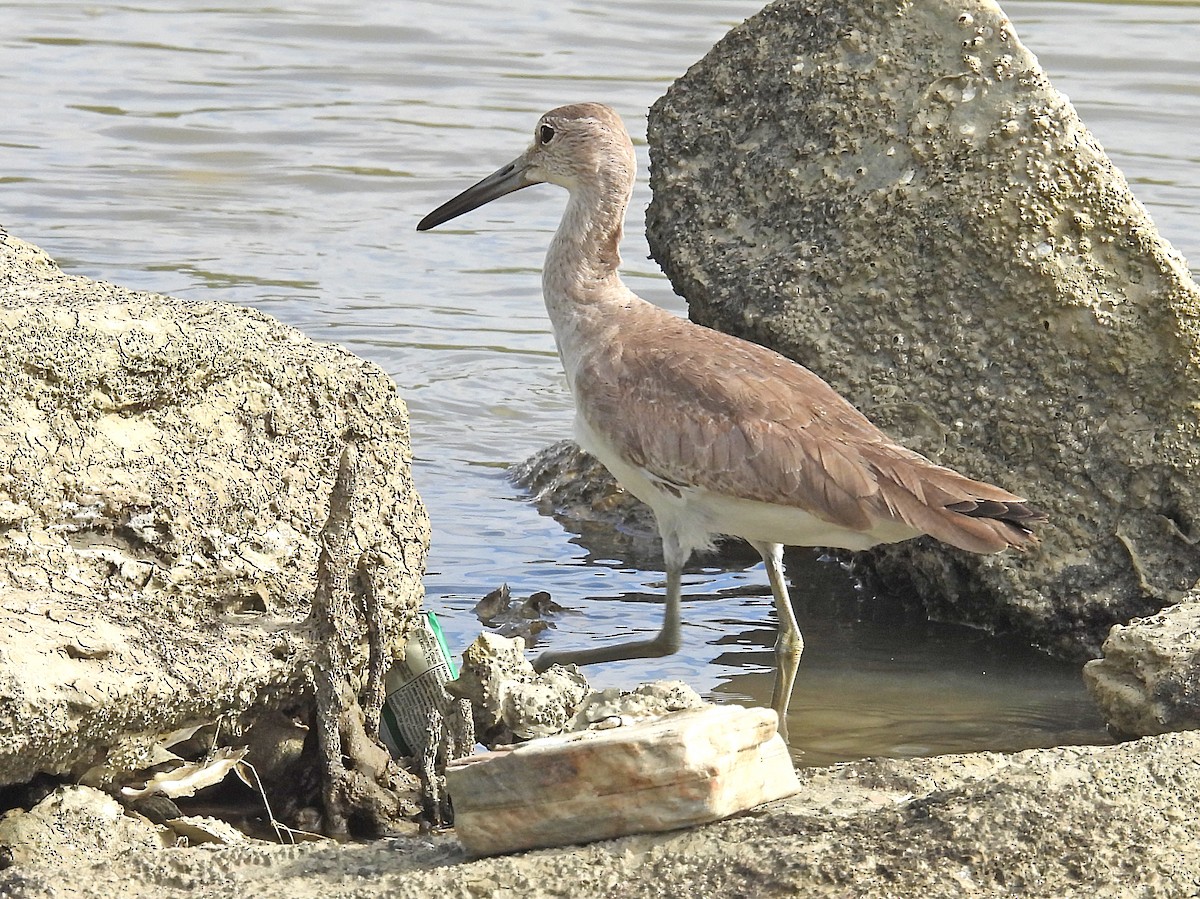 Willet - ML532483061