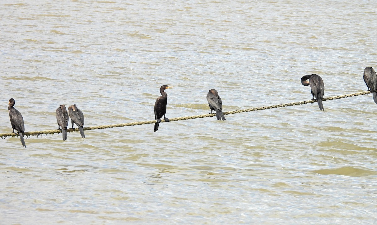 Neotropic Cormorant - ML532483371