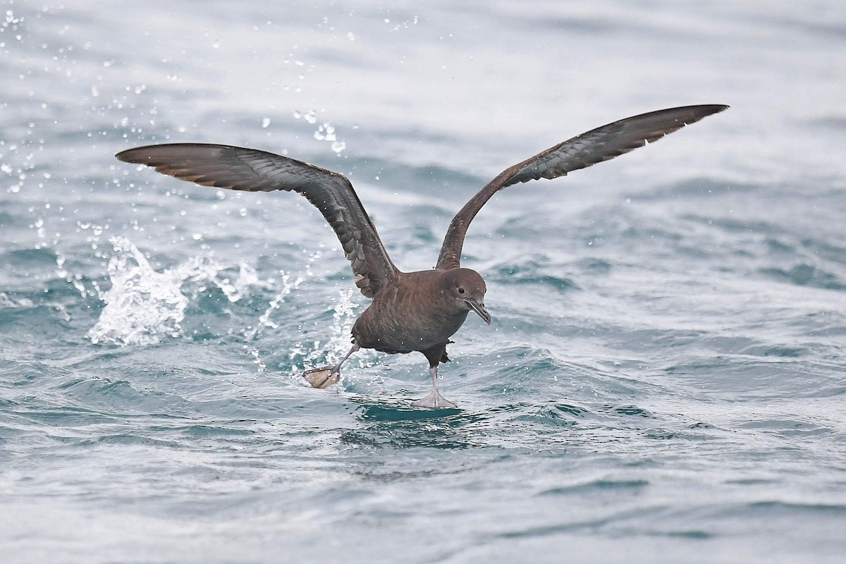 Sooty Shearwater - ML532483931