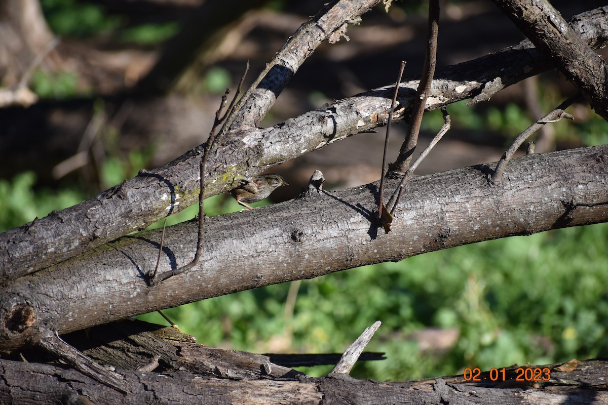 Swamp Sparrow - John Cassell