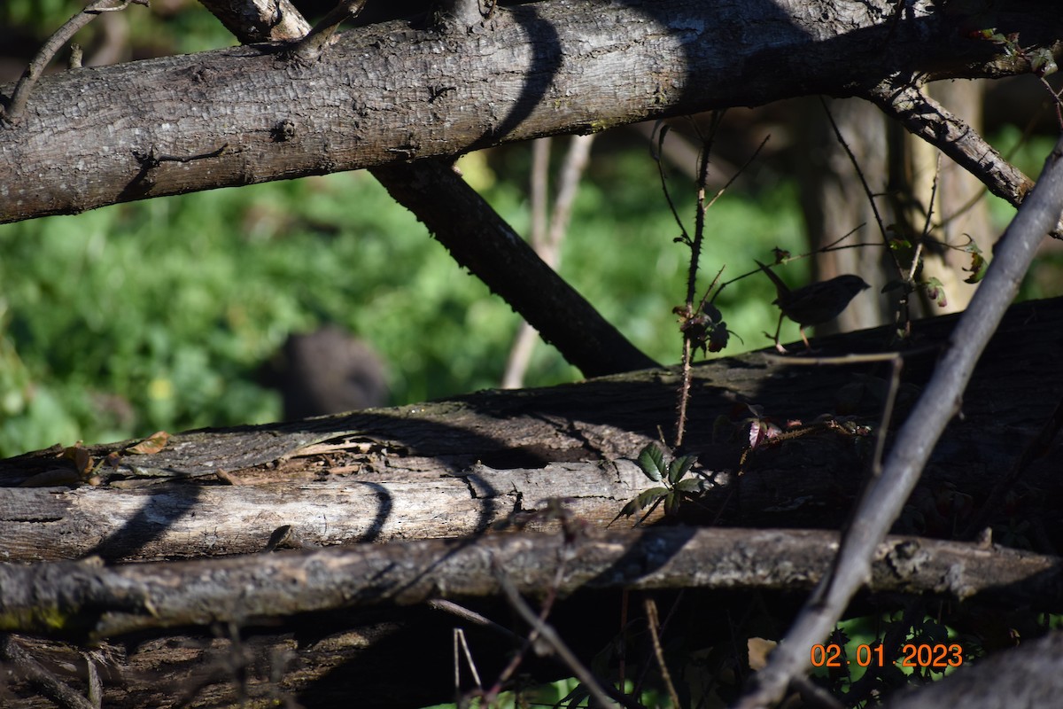 Swamp Sparrow - ML532484631