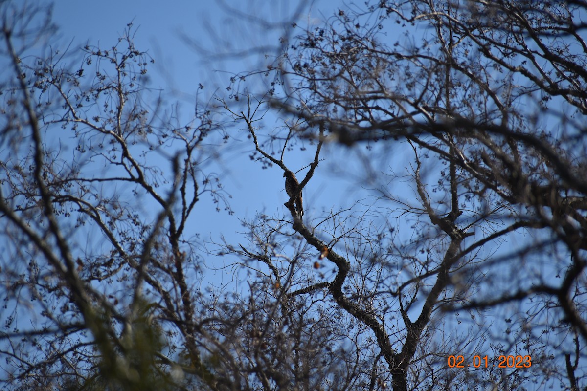 Red-shouldered Hawk - ML532484961