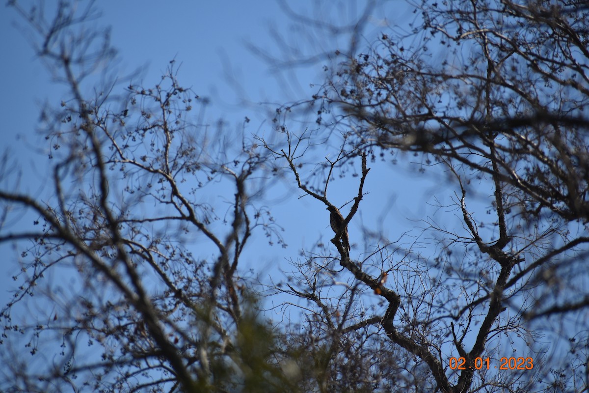 Red-shouldered Hawk - ML532484971