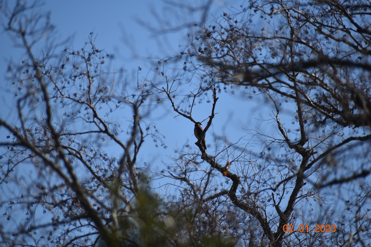 Red-shouldered Hawk - ML532484981