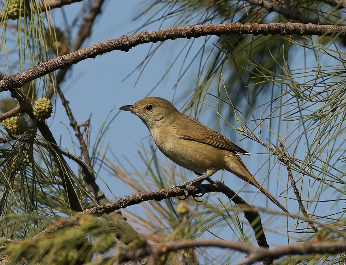 ハシブトオオヨシキリ - ML532485271