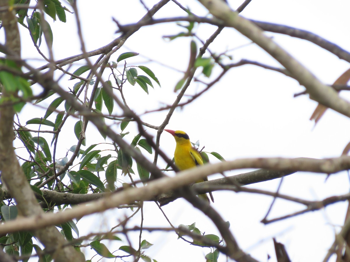 Black-naped Oriole - Danidu Geeganage