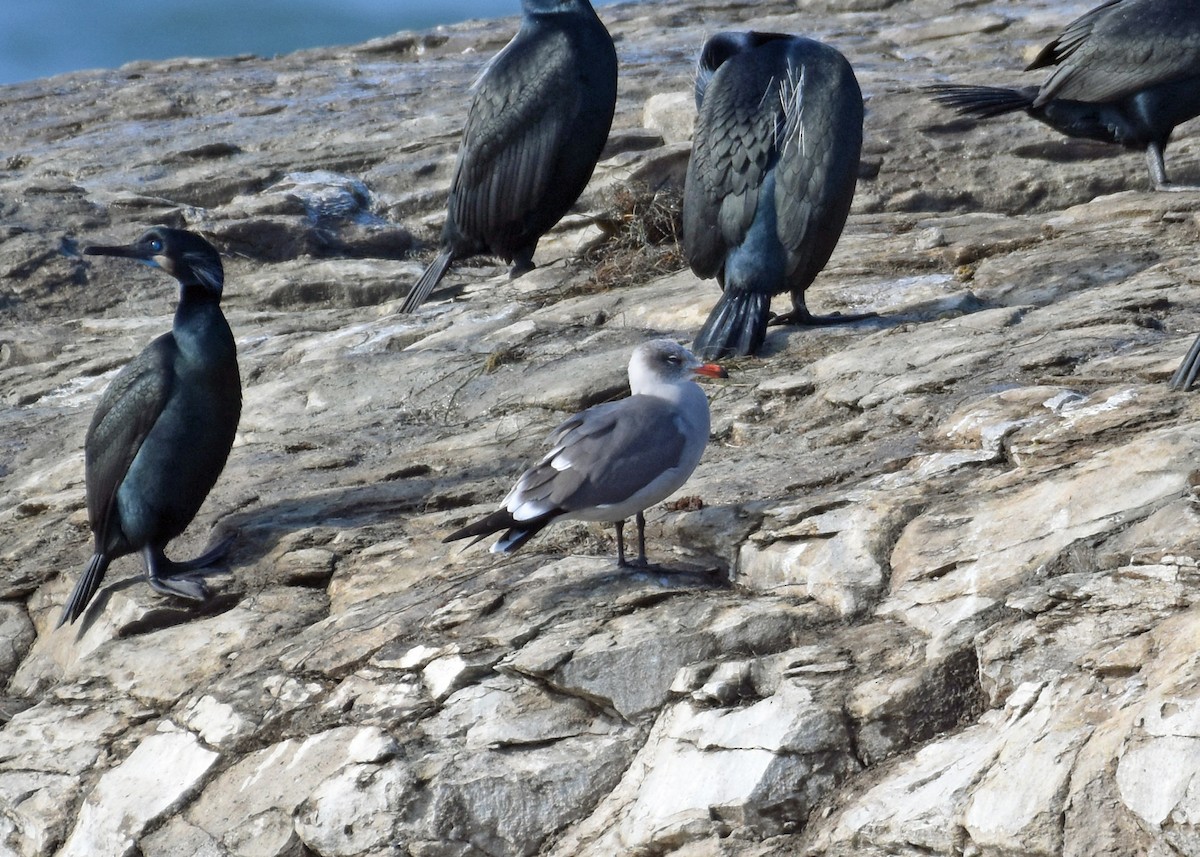 Gaviota Mexicana - ML532486121