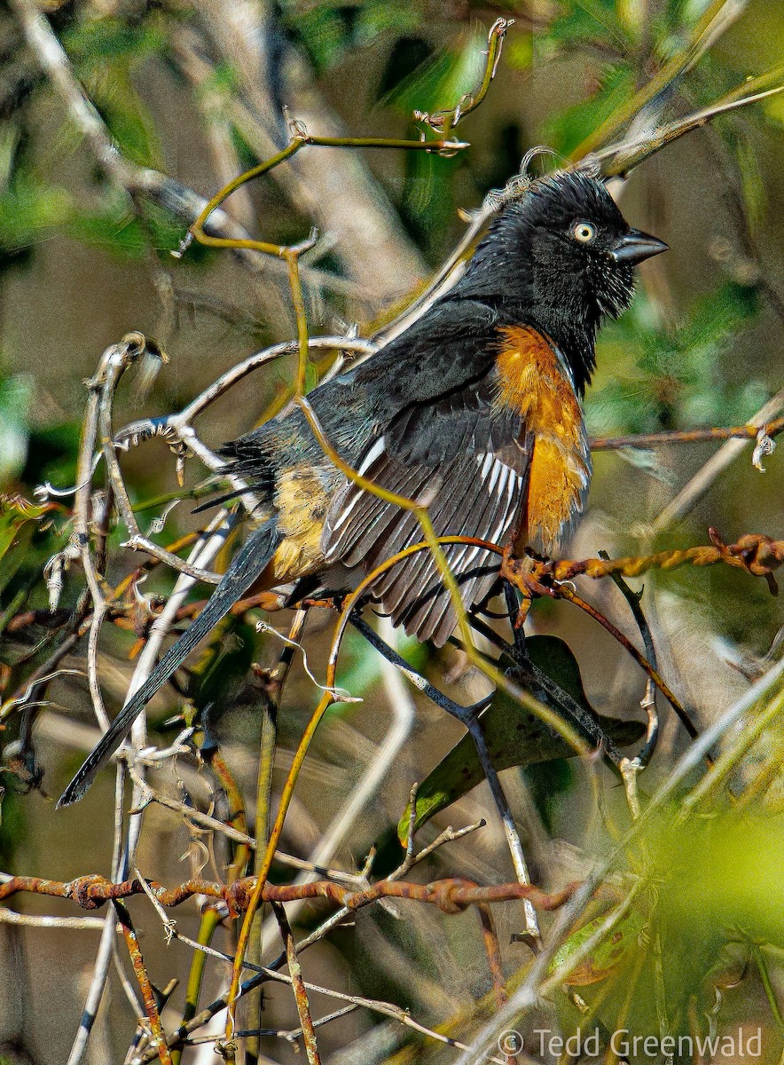 Eastern Towhee - ML532486931