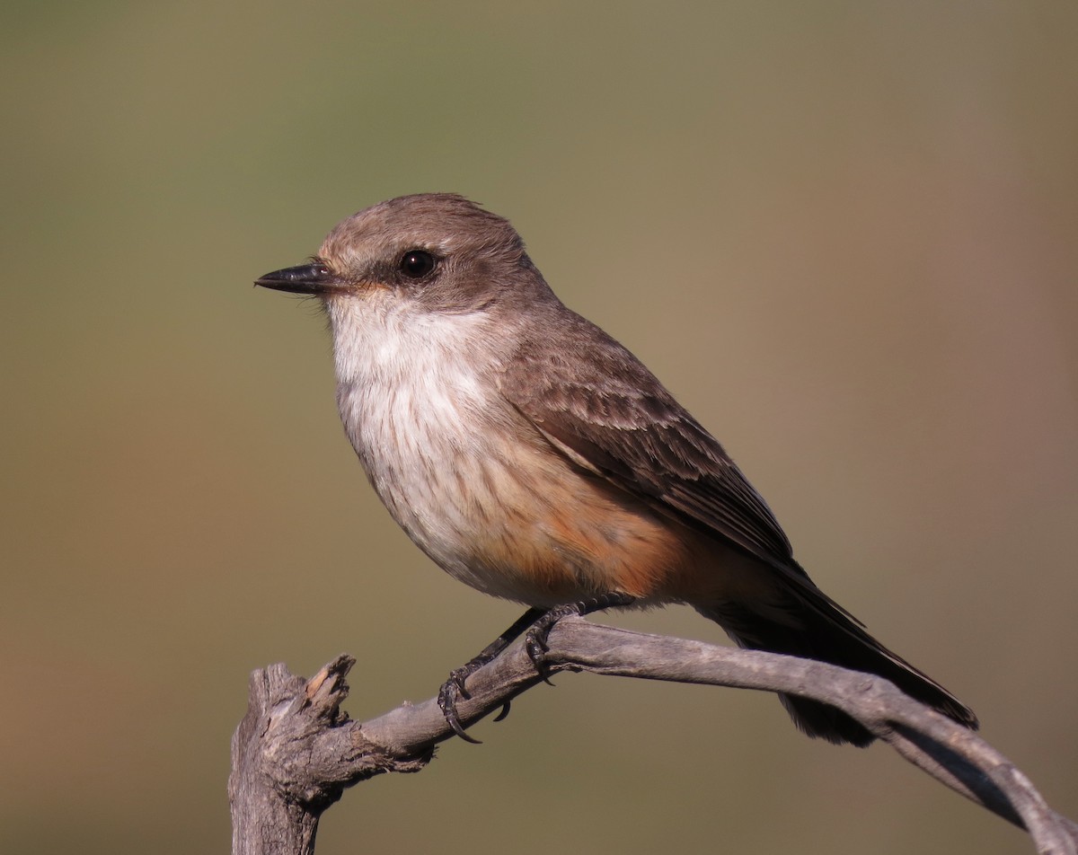 Vermilion Flycatcher - ML53248711