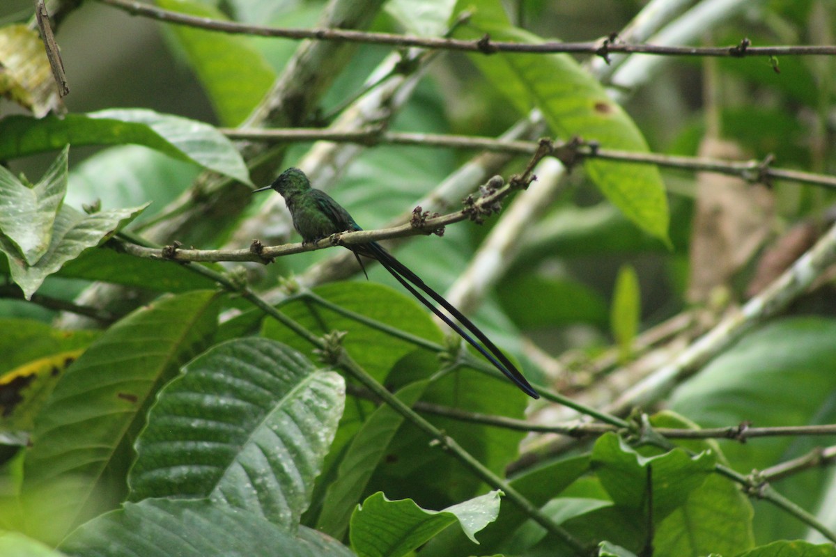 Long-tailed Sylph - Daniel de Jesus Garcia León