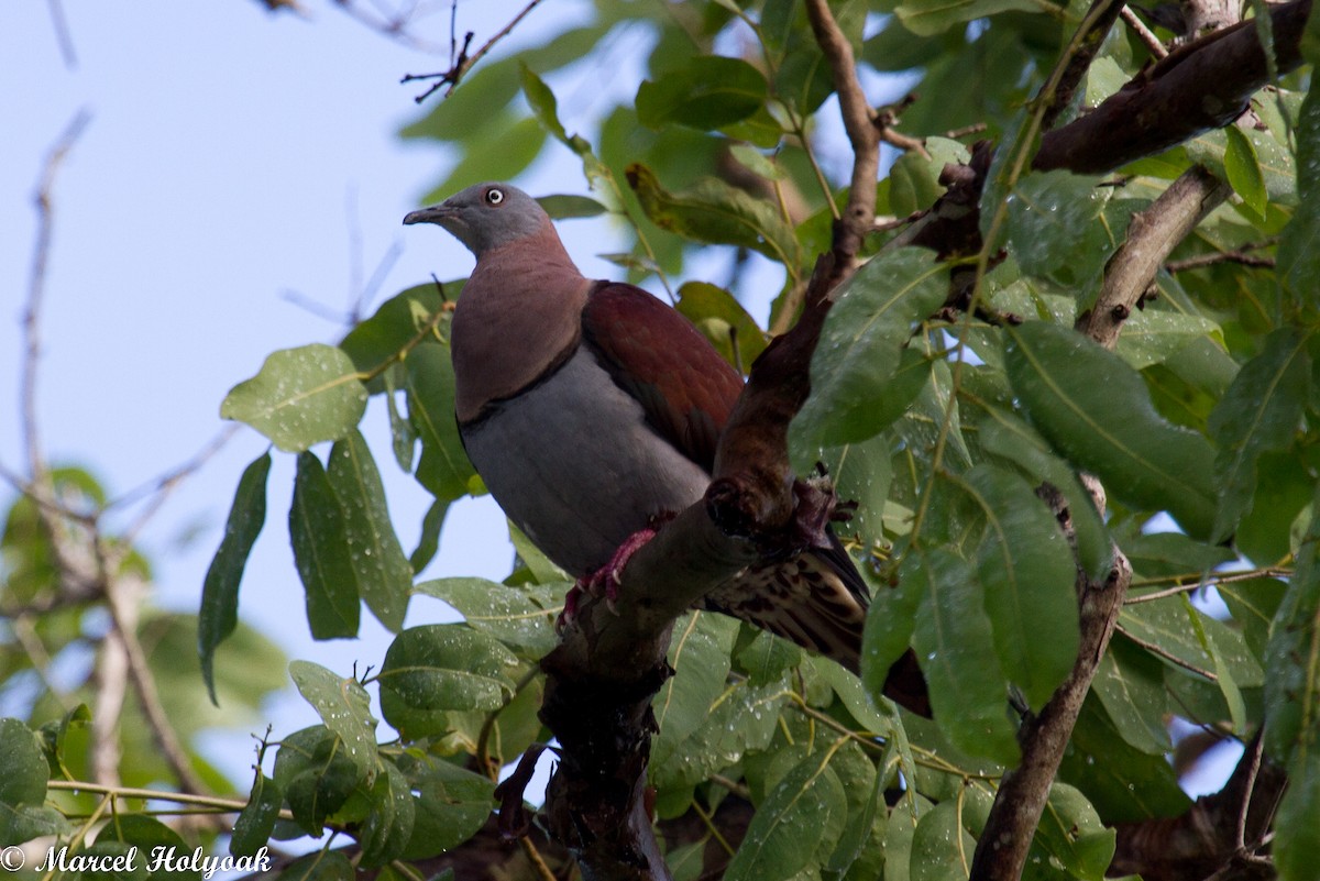 Zoe's Imperial-Pigeon - ML532487271