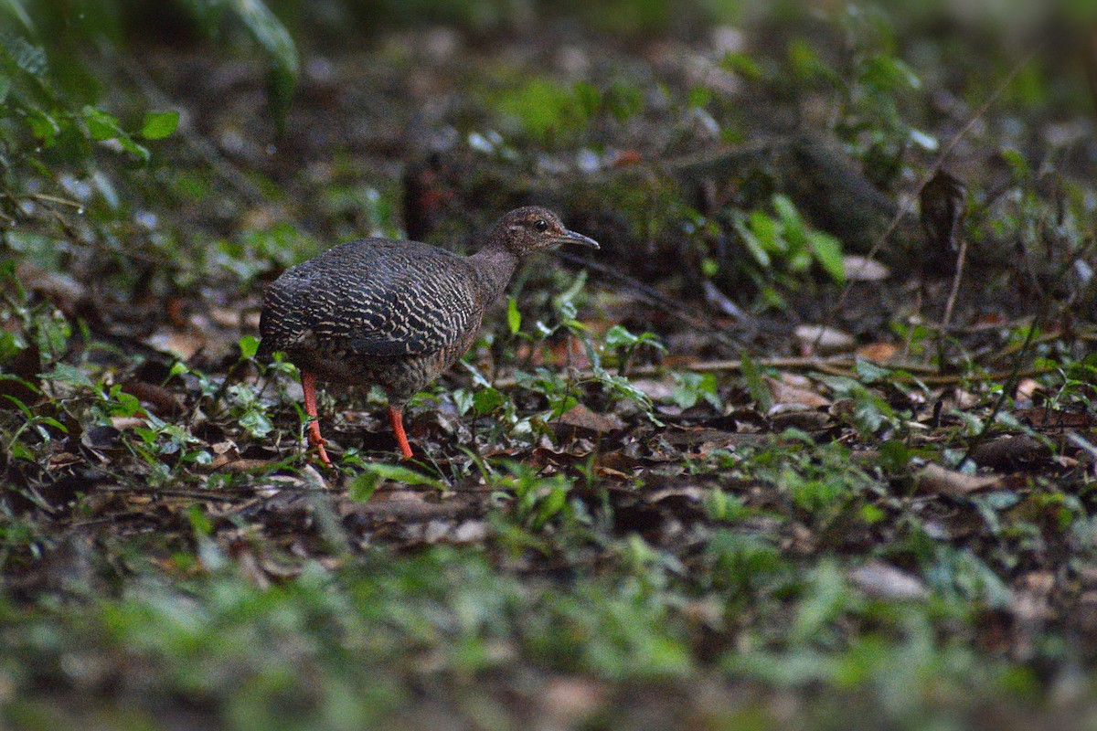 Thicket Tinamou - ML532487441