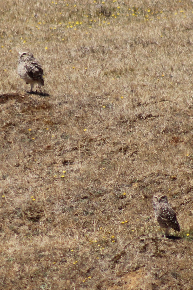 Burrowing Owl - ML532487651