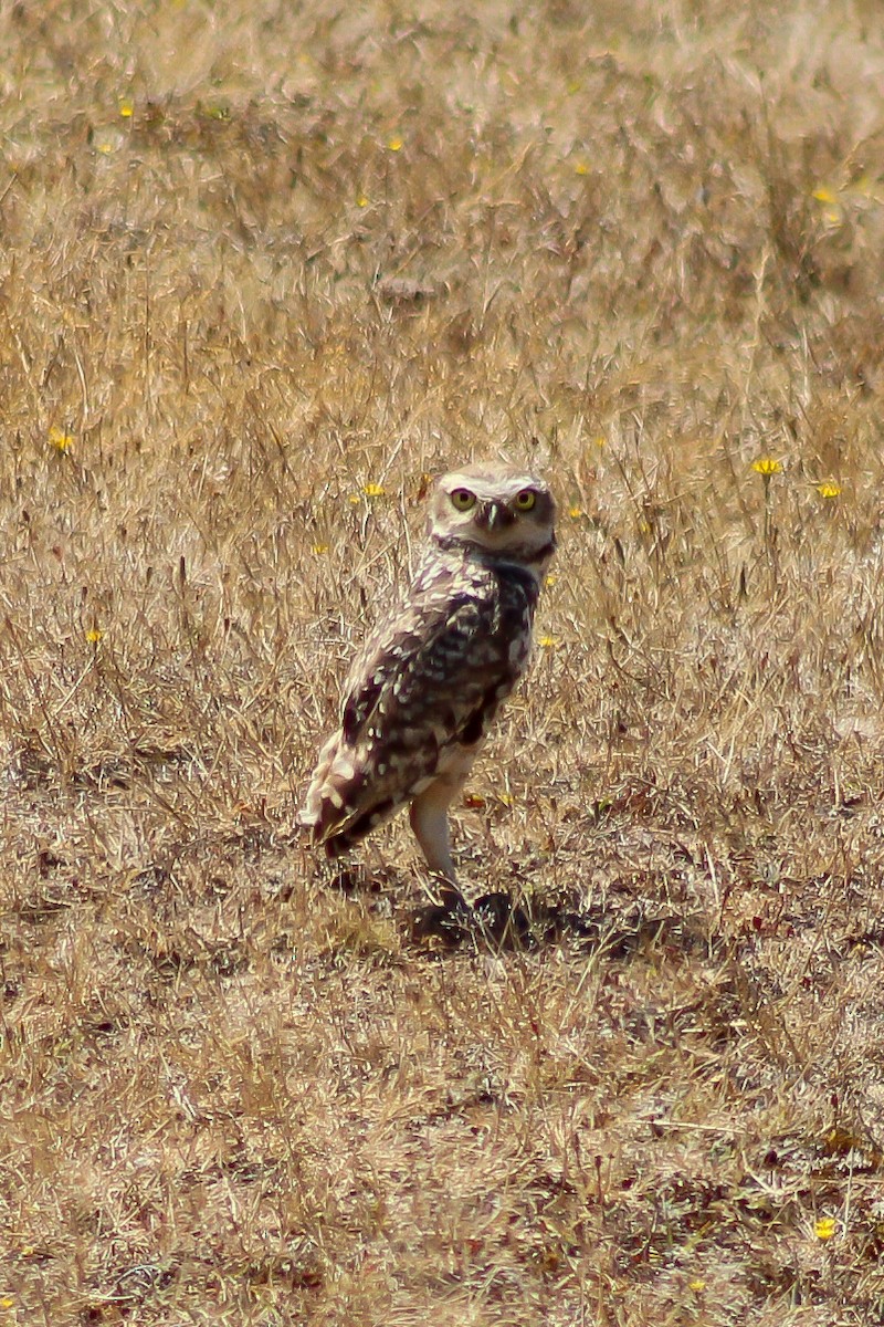 Burrowing Owl - Macarena Pérez