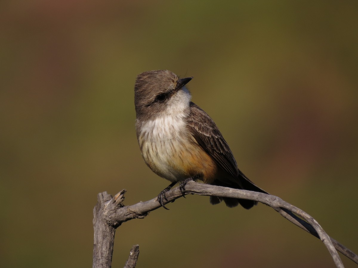 Vermilion Flycatcher - ML53248871