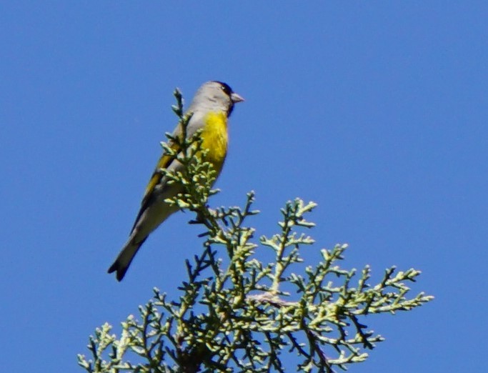 Lawrence's Goldfinch - ML53248881