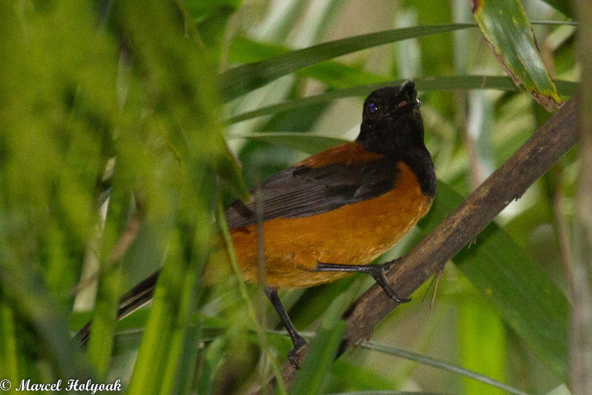 Hooded Pitohui - Marcel Holyoak