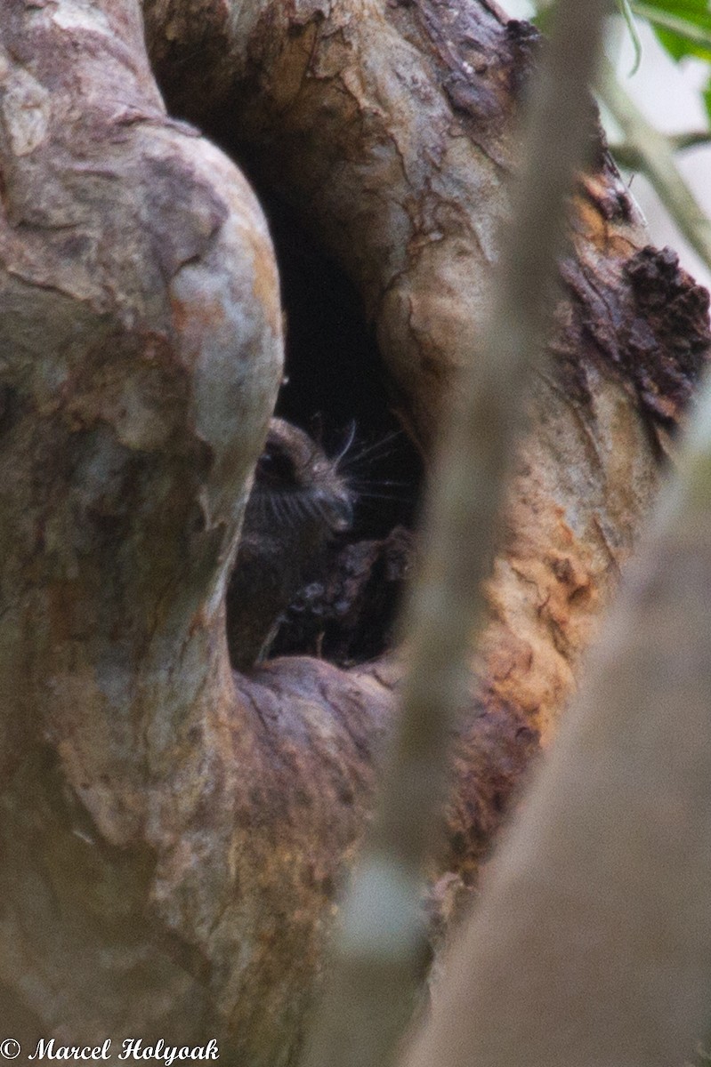 Barred Owlet-nightjar - ML532489571