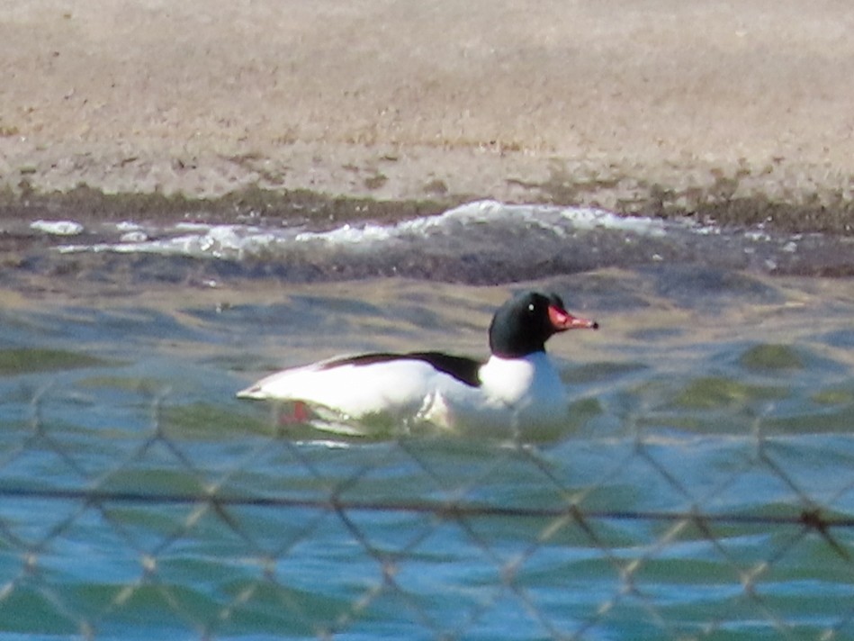 Common Merganser - ML532489801