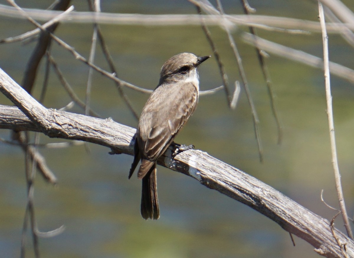 Vermilion Flycatcher - ML53249021