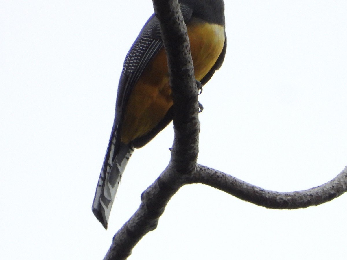 trogon podvazkový - ML532490811