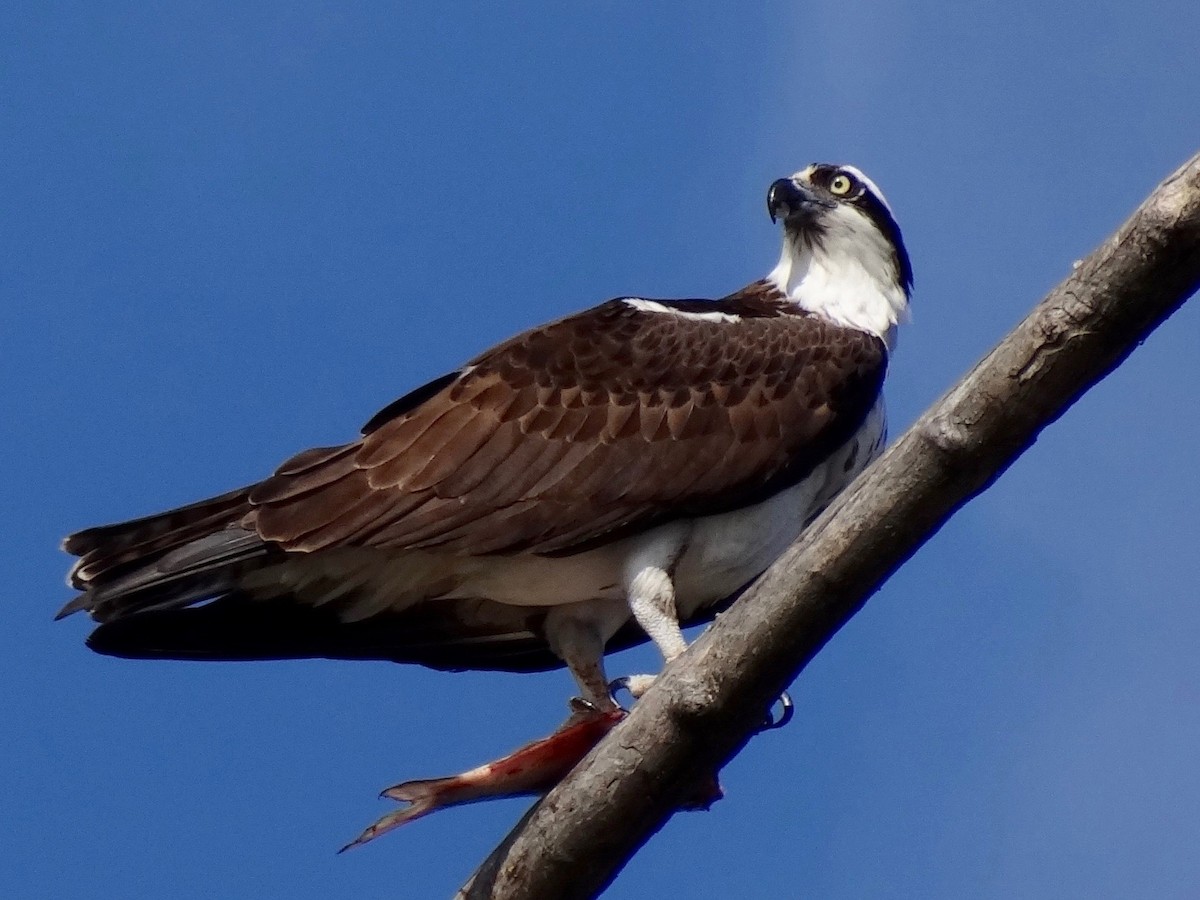 Águila Pescadora - ML53249131