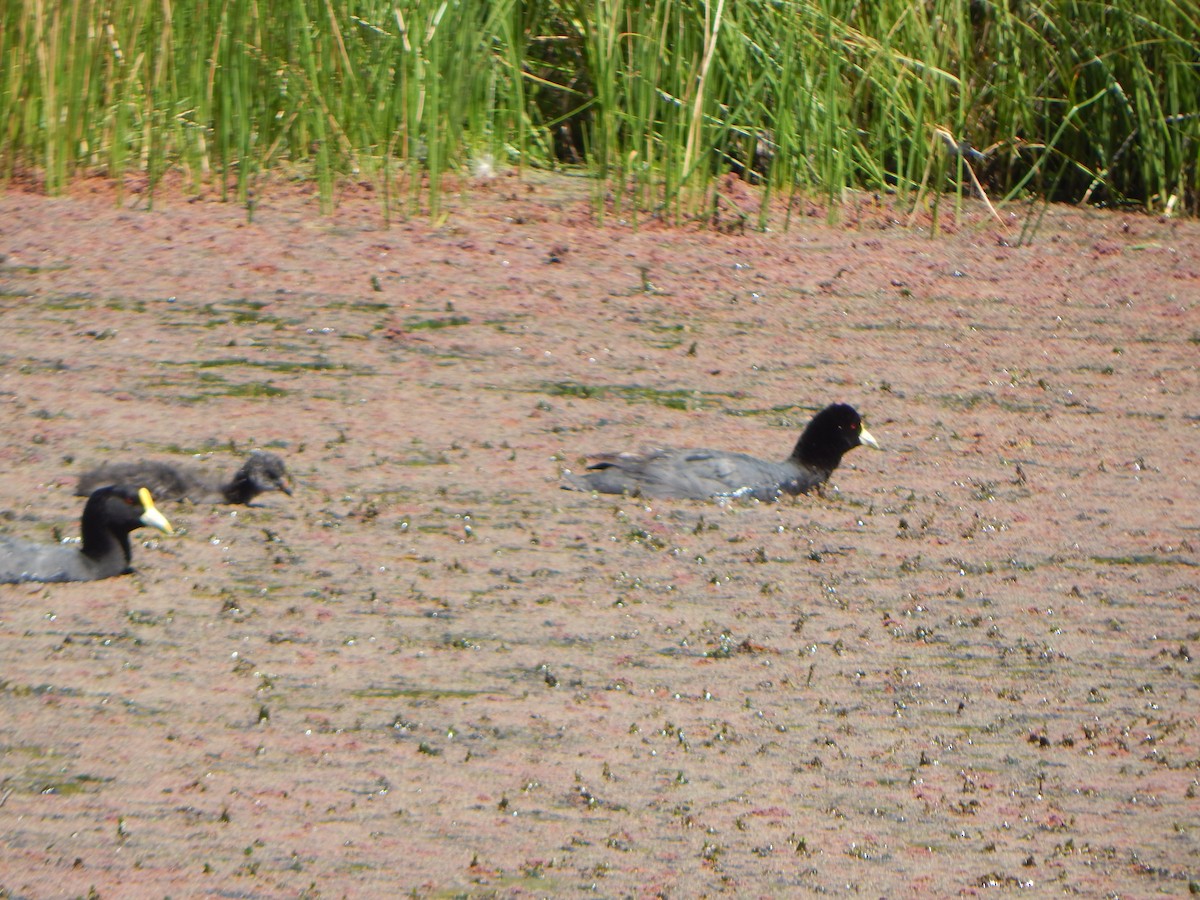White-winged Coot - ML532491791